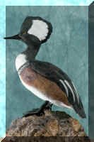 IMG_8909teal (Custom).jpg (90045 bytes)