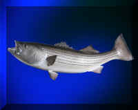 Bass1 (Large).jpg (55839 bytes)