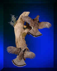 Bird2F (Large).JPG (51458 bytes)