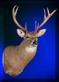 Deer8 (Large).jpg (47174 bytes)