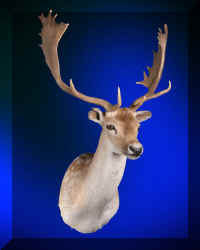 Fdeer (Large).jpg (37553 bytes)
