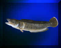 Fish1F (Large).jpg (57471 bytes)