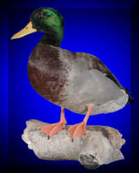 Mallard2F (Large).jpg (53988 bytes)