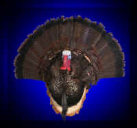 Turk2F (Large).jpg (90699 bytes)