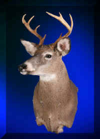 deer9 (Large).jpg (49165 bytes)