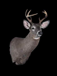 deerblack (Large).jpg (35007 bytes)
