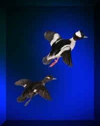 ducksF (Large).jpg (26938 bytes)