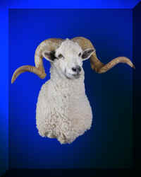 ram (Large).jpg (35192 bytes)