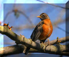 Robin3N.jpg (307664 bytes)