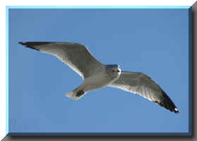birdwebF.jpg (111336 bytes)