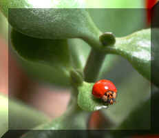 bug (Custom).jpg (112882 bytes)