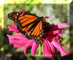 butterfly.jpg (123975 bytes)