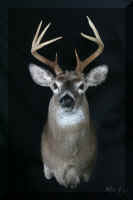 deerweb1.jpg (101107 bytes)