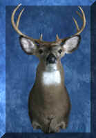 deerweb2.jpg (115602 bytes)