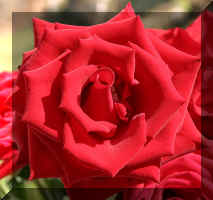 rose1web.jpg (177318 bytes)