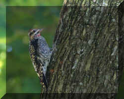 woodpecke3rsm copy.jpg (113710 bytes)